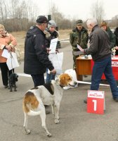 Выставка «Охотничье собаководство. Иркутск – 2013»