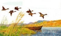 18 августа открытие охоты на болотно-луговую, степную и полевую дичь, 25 августа - открытие осенней охоты 2012 на водоплавающую и боровую дичь