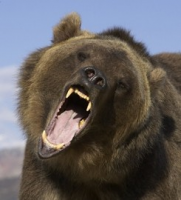 Шелеховское отделение ИООООиР предлагает охоту на бурого медведя в весенний период 2014 года