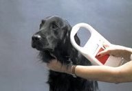 ИРО предлагает новую услугу - чипирование собак