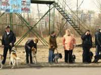 Иркутская городская выставка охотничьих собак 2015