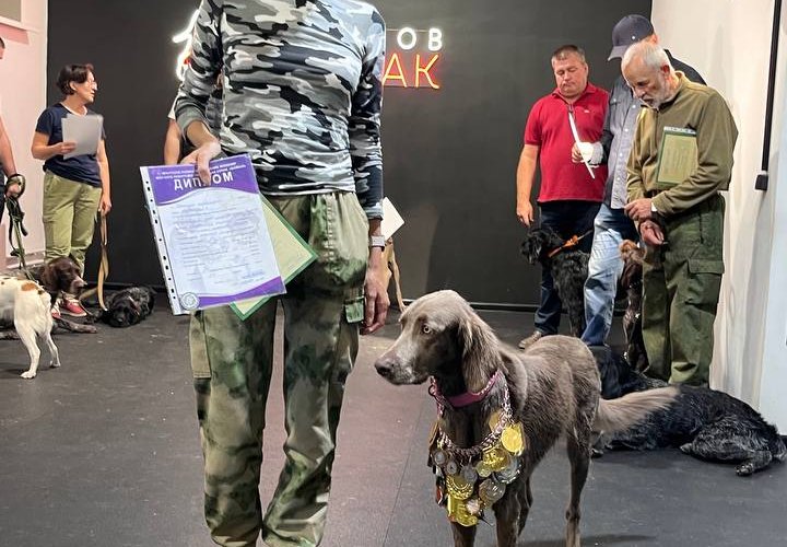 Отчет об Иркутской районной выставке подружейных собак и гончих  31 августа 2025 года. 